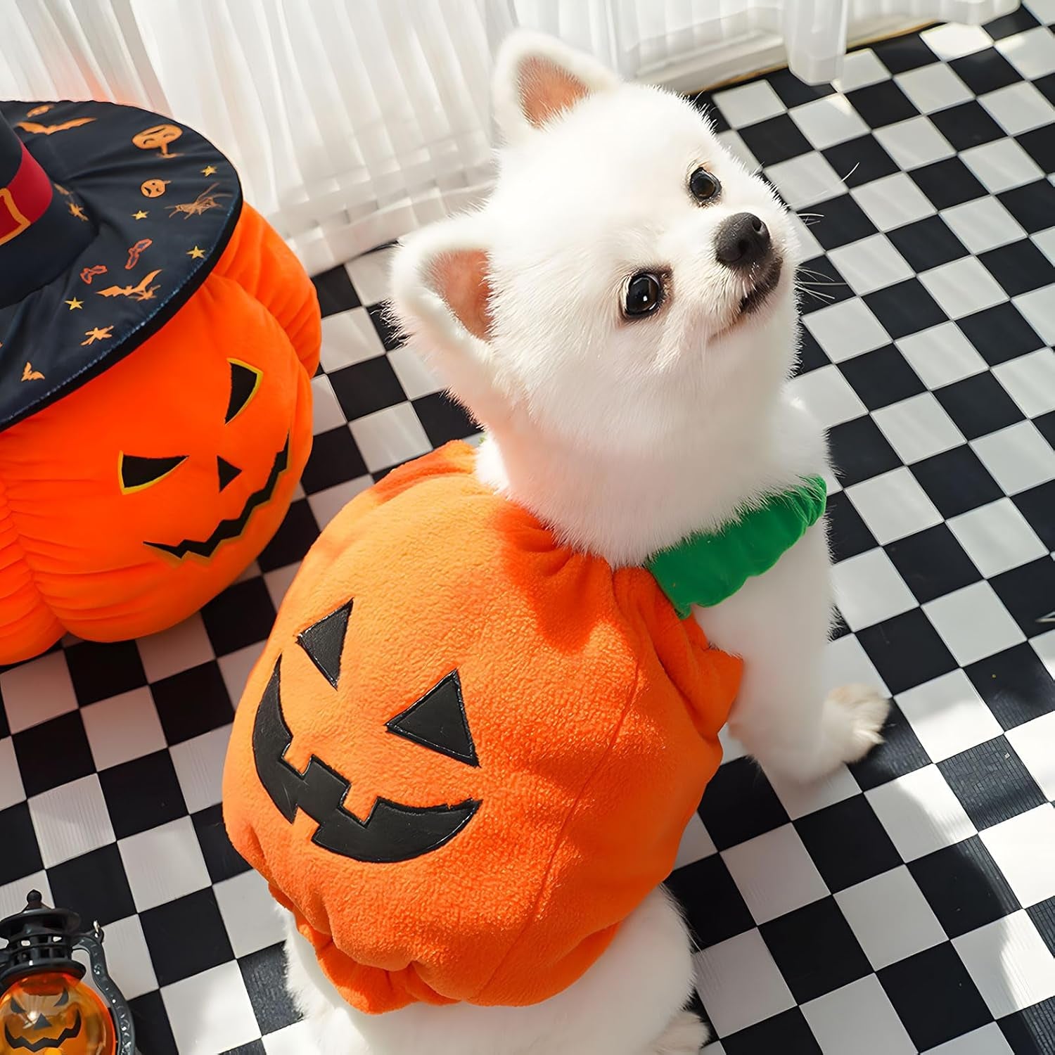 Dog in a pumpkin costume on a checkered floor with Halloween decorations.